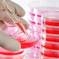 Petri Dishes 90 x 15mm Plastic B/500